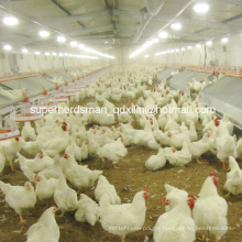 Full Set Breeder Breeding Equipment for Poultry House